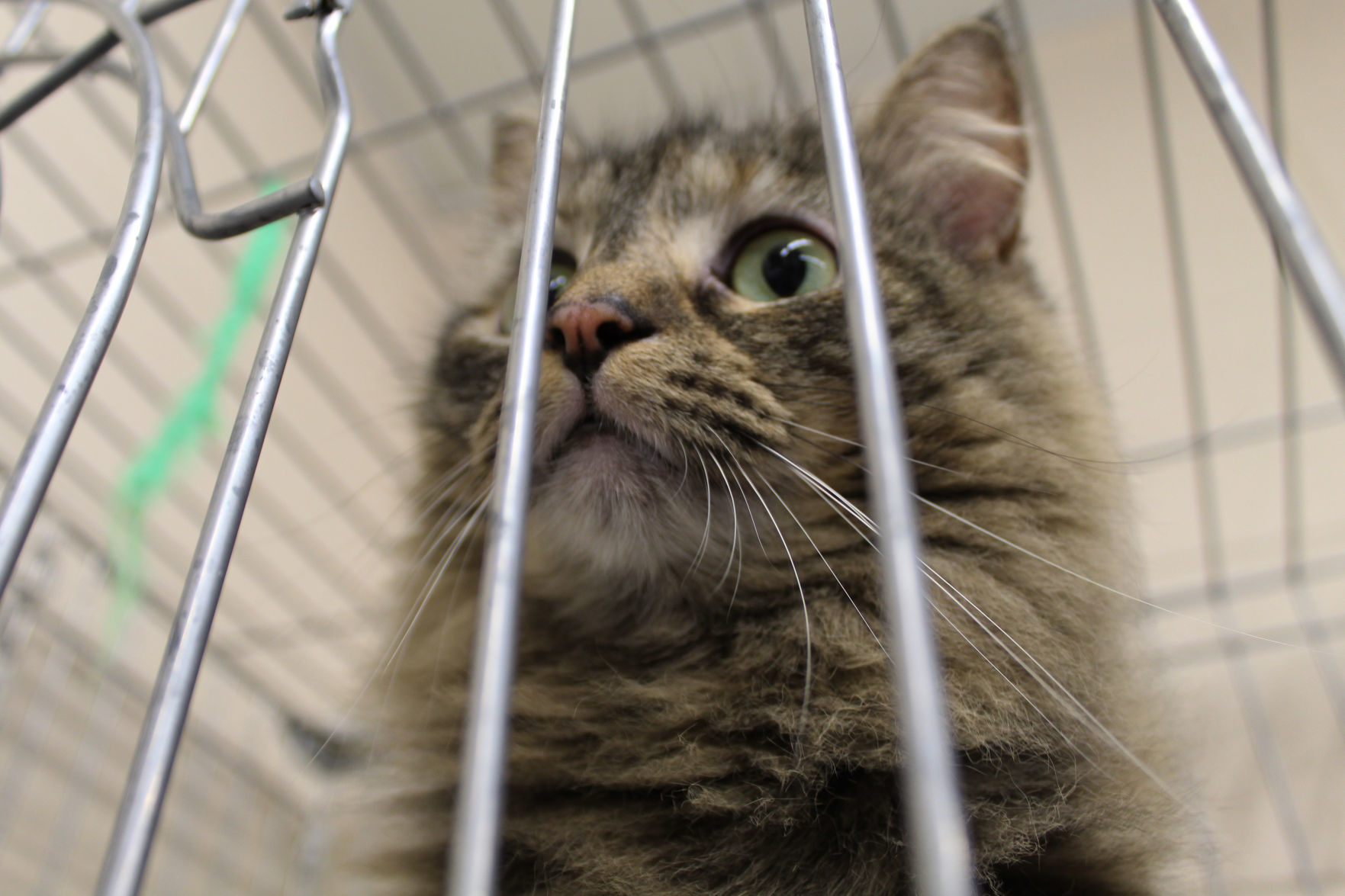 Couple donates washer to Lake County animal shelter